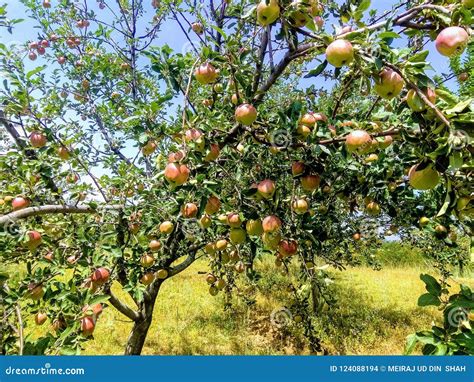 Apple tree with Apples stock photo. Image of tree, india - 124088194