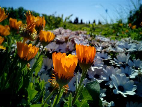 Las mejores plantas de verano para poner a pleno sol