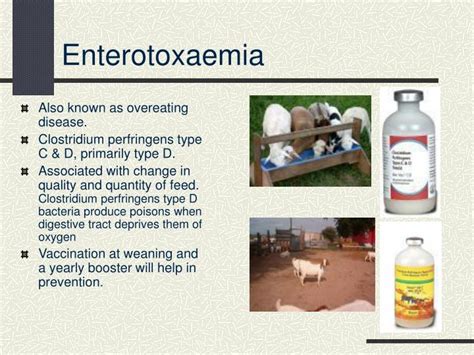 PPT - Common Goat Diseases Signs, Prevention, and Treatment PowerPoint ...