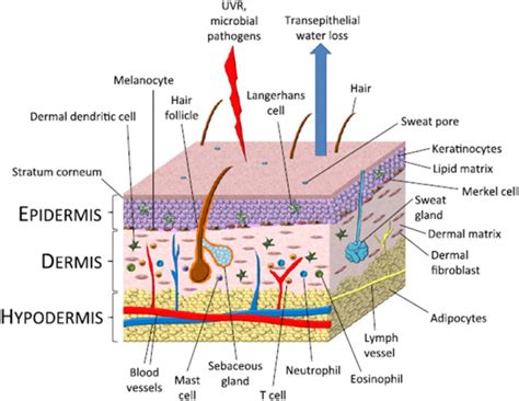 Ricardo Reed (ricardoreed0ba) | Epidermis, Skin structure, Lymph vessels