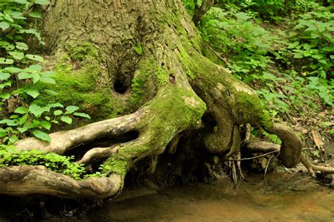 Free Old Growth Tree Roots Stock Photo - FreeImages.com