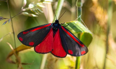 Meet The 10 Cutest Moths In The World - A-Z Animals