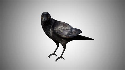 Raven Crow - 3D Model by george55555