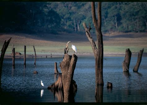 Visit Thekkady & Periyar Wildlife Sanctuary | Audley Travel