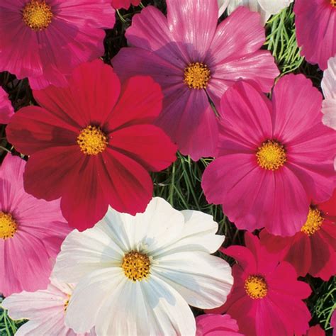 50 Mixed Dwarf Cosmos Flower Seeds - Welldales