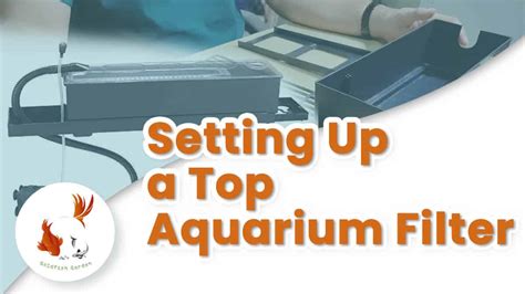 Aquarium Top Filter Setup: How To, Advantages, Disadvantages