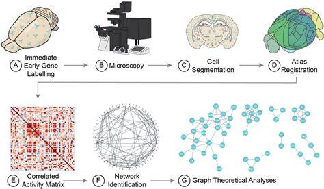 Biology | Free Full-Text | Network Neuroscience Untethered: Brain-Wide Immediate Early Gene ...