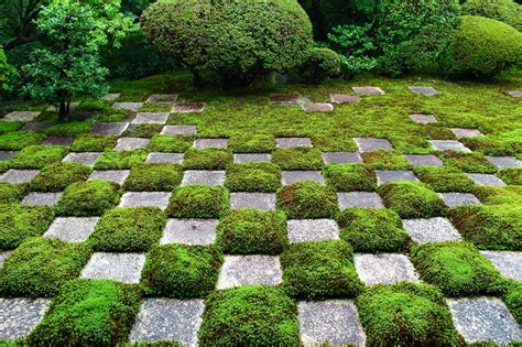 Japan’s Emerald Carpets: The Cultural Importance and Environmental ...