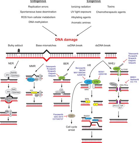 Frontiers | Targeting DNA Damage Response Pathway in Ovarian Clear Cell Carcinoma