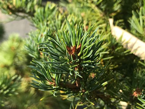 Essential Care Tips for Japanese White Pine Bonsai – Tree House Bonsai