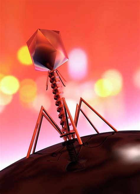 Phage Virus Attacking Bacteria Photograph by Victor Habbick Visions ...