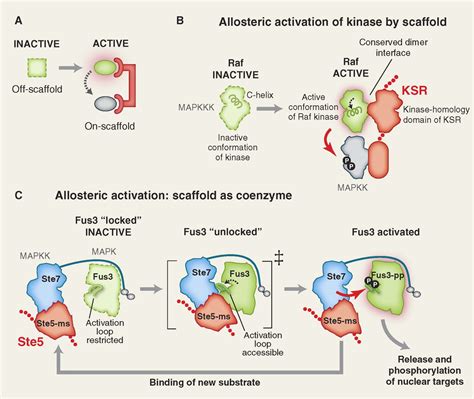 Scaffold Proteins: Hubs for Controlling the Flow of Cellular Information | Science