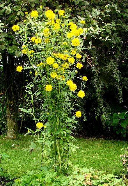 Rudbeckia laciniata 'Hortensia' | Yellow perennials, Beautiful flowers garden, Flowers perennials