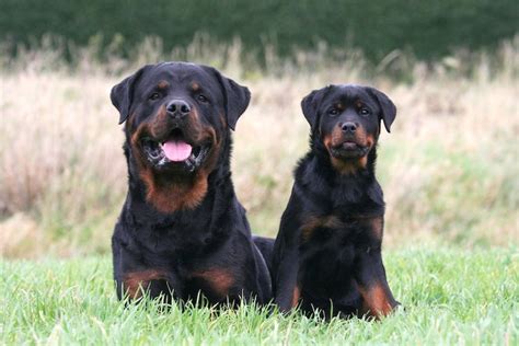 Top 60+ imagen rottweiler police dog - abzlocal fi