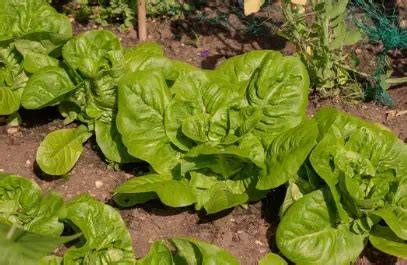 A Fresh Look at Romaine Lettuce: Exploring Its Delicious Varieties