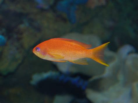 The Online Zoo - Lyretail Anthias