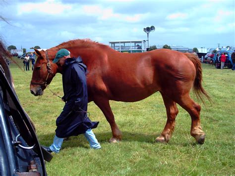 Welcome to Trojan Heavy Horses: Heavy horses in Athenry