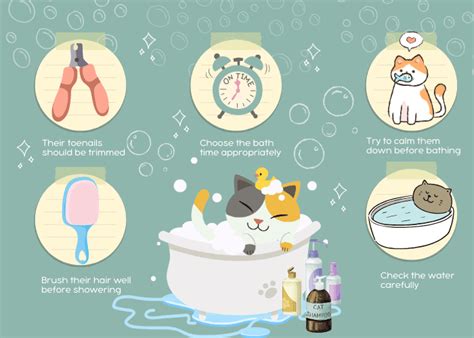 How Often Should You Bathe a Cat? - Guide for Pet Lovers