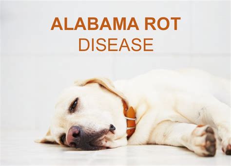 Alabama Rot Disease | The Pet Professionals