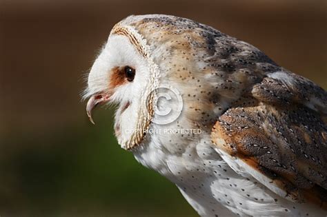 Barn Owl Close Up Beak Open – Wildlife Reference Photos for Artists