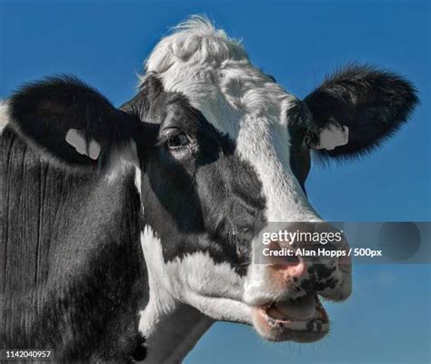 39 Cow Chewing Cud Stock Photos, High-Res Pictures, and Images - Getty ...