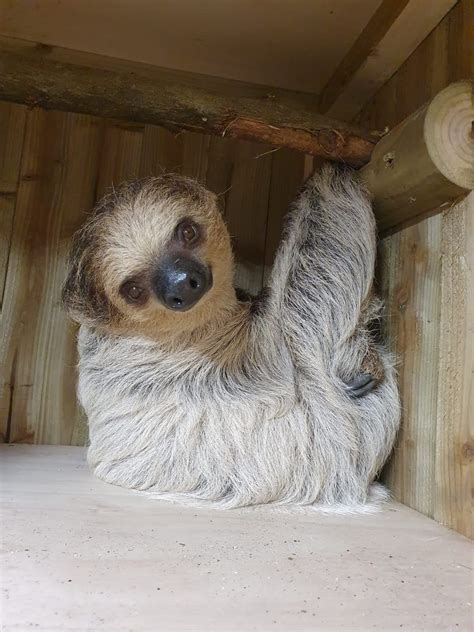 Flo the Two-Toed Sloth - Dudley Zoo and Castle