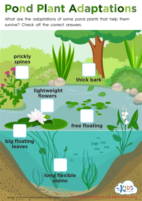 Flower Anatomy Worksheet Answers | Best Flower Site