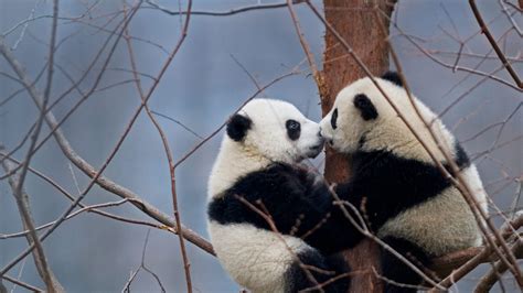 Kissing Pandas – Bing Wallpaper Download