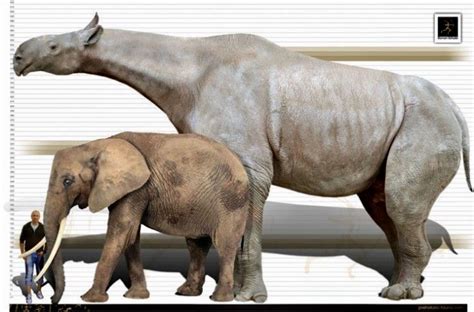 Size comparison between a man, a modern day African Elephant, and the extinct Indricotherium ...