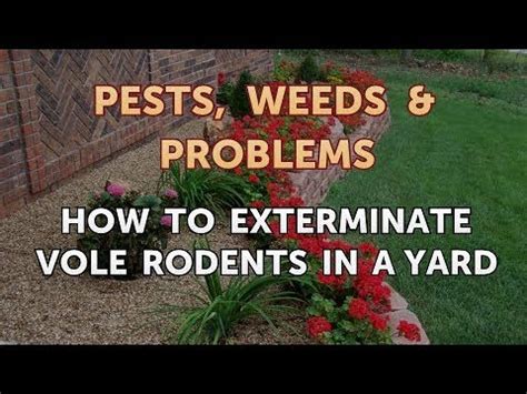 How to Exterminate Vole Rodents in a Yard - YouTube