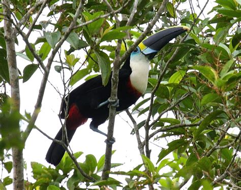 White-throated toucan