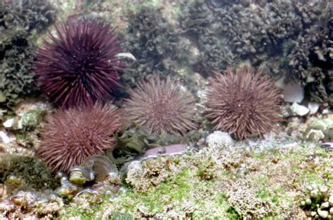 Purple Sea Urchin - The Australian Museum