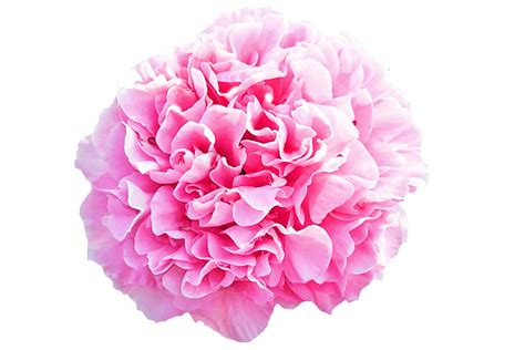 Carnation Bouquet