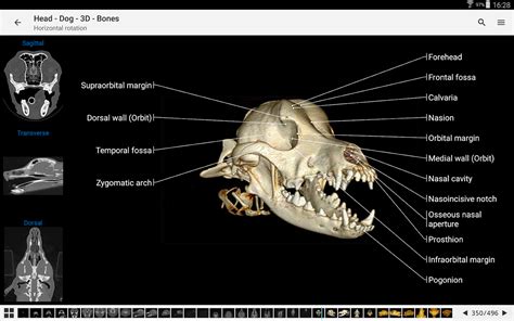 vet-Anatomy - Android Apps on Google Play