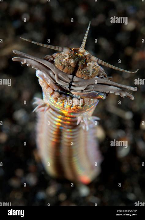 Facial and body view of the predatory Bobbit worm (Eunice aphroditois ...