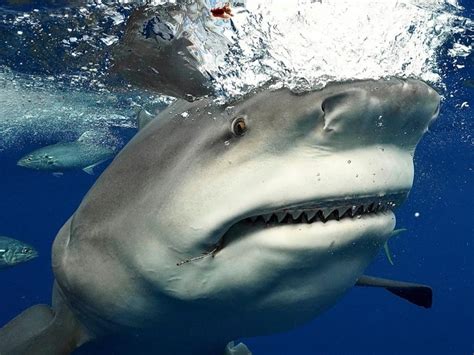 Bull Shark's Toothy Grin Captured By Free Diver's Camera In FL | Tampa ...