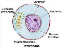 interphase mitosis | Biology | Mitosis, Character, Diagram