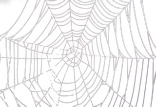 Spider Web Texture PNG