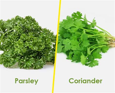 What is Parsley and How it is Used | what is parsley and how it is used | HerZindagi