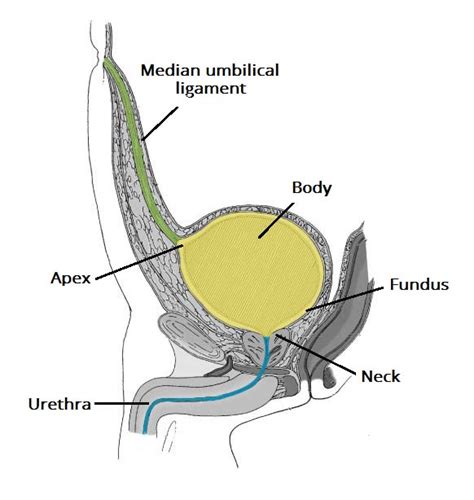 The Urinary Bladder - Structure - Function - Nerves - TeachMeAnatomy