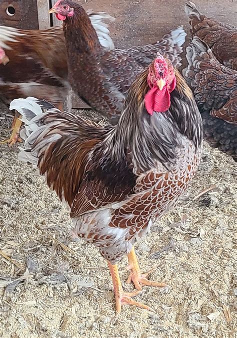 Splash Laced Red Wyandotte Chicken For Sale Cackle Hatchery ...