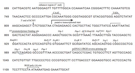 Vector Backbone pcDNA3.1