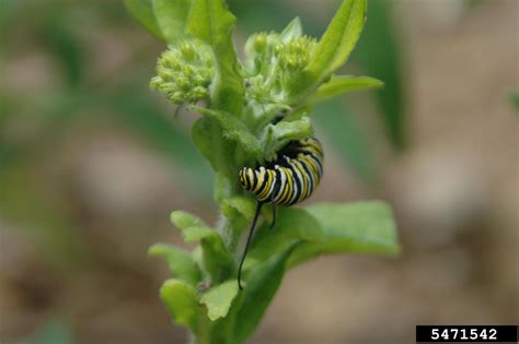 monarch butterfly (Danaus plexippus)