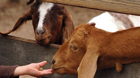 Kinder Goats - Hobby Farms