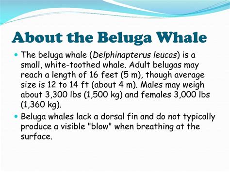 PPT - Beluga Whale Migration PowerPoint Presentation, free download ...