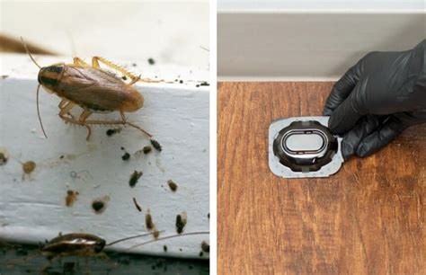 White Roaches: Basic Info You Need to Know