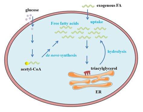 Cellular Uptake, Metabolism and Sensing of Long-Chain Fatty Acids