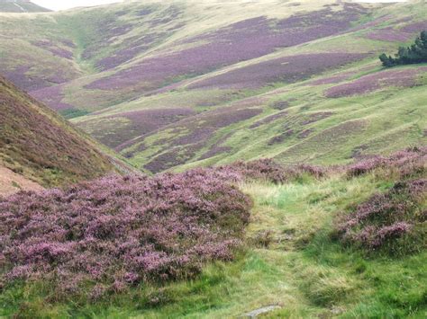 Friday Photo from Scotland - Heather as fas as the eye can see ...