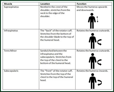 Acl Reconstruction Recovery Timeline Blog - Timeline : Resume Template Collections #8bBljv2P9q