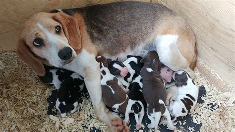 Newborn Baby Beagles